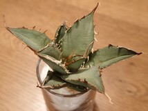 AGAVE　TITANOTA　巨獣　アガベ　チタノタ　GOLD PLANTS MARKET　2_画像3