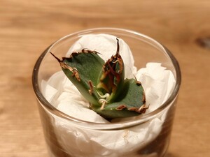 AGAVE　TITANOTA　シーザー　CAESAR　アガベ　チタノタ　GOLD PLANTS MARKET　2