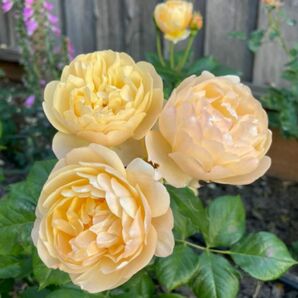 バラ苗 薔薇 DA Roa2 ER 大苗