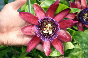  極美大トケイソウ　フォエニケア　Passiflora Phoenicea 　パッションフルーツ