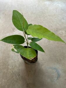 SALE!極美食用トケイソウ　パッシフロラ　マリフォルミス　Passifloa maliformis　 パッションフルーツ