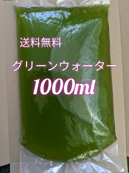 グリーンウォーター 青水 濃いめ 1000ml　メダカ　稚魚　ミジンコ　針子