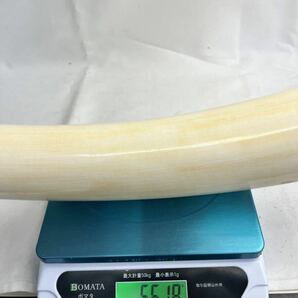 (SI) 象牙風 一本牙 牙 白材芯料 天然素材 全長102cm 重量約5.6キロ オブジェ 裏蓋 マンモス インテリア の画像8