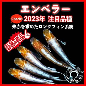 [まるきんメダカ]夢中メダカ様血統個体 2023年注目品種 エンペラー 卵 20+α