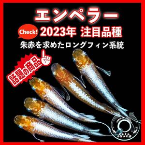 [まるきんメダカ]夢中メダカ様血統個体 2023年注目品種 エンペラー 卵 30+α 