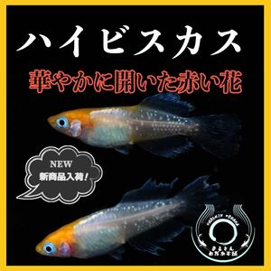 [まるきんメダカ] ハイビスカス 有精卵10個 ＋α 夢中めだか様直購入個体 安心の保証付き Instagram掲載中