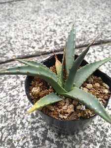 アガベ エボリスピナ Agave utahensis var. eborispina　