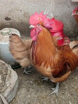 (食用)名古屋コーチン保存会系種鶏　有精卵10個＋２個の出品です。_画像4