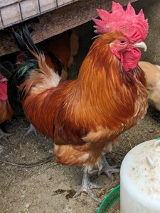 (食用)名古屋コーチン保存会系種鶏　有精卵10個＋２個の出品です。