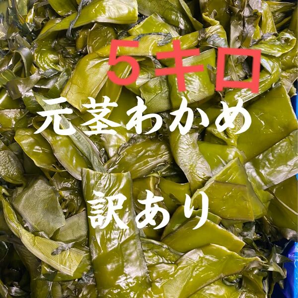 元茎わかめ　宮城県石巻産　新もの！訳あり