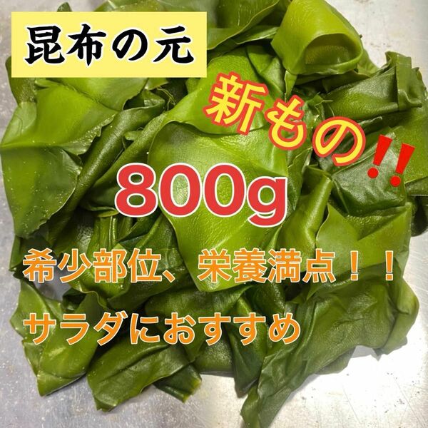 昆布の元　宮城県石巻産　新もの