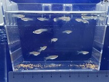 【1匹80円～♪♪】 ブルーグラスグッピー幼魚～若魚60匹◆全匹母親はスワロー♪♪◆生後1～2ヶ月◆60匹中スワローが20匹以上います♪♪◆_画像7