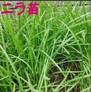 無農薬　ニラ　根付抜き5苗　にら