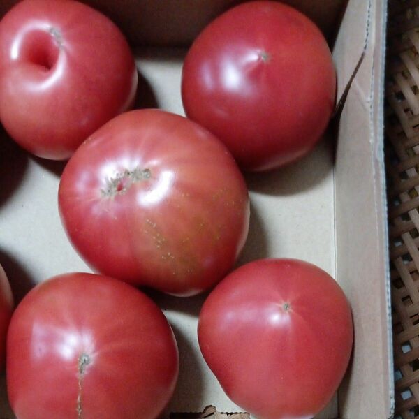 地産☆ 新鮮 ☆規格外 みずみずしい桃太郎トマト 7個 重さ=1.05㌔