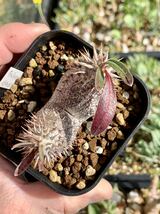 [新鮮種子]パキポディウム・デンシフロラム “シバの女王の玉櫛” 5粒_画像8