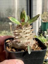 [新鮮種子]パキポディウム・デンシフロラム “シバの女王の玉櫛” 5粒_画像4