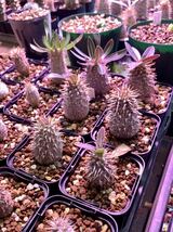 [新鮮種子]パキポディウム・デンシフロラム “シバの女王の玉櫛” 5粒_画像9