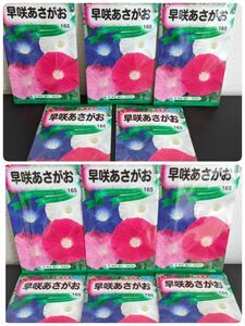 トーホク花の種E＆トーホク花の種H☆早咲あさがお☆１種５袋＆１種６袋☆園芸ガーデニング