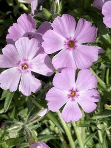 芝桜　サンジェルマン　（フロックストロット）　１０鉢セット