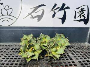 S-1 специальный отбор агава суккулентное растение chitanota. лист . палец fili Gree чуть более . первоклассный АО 5 АО 