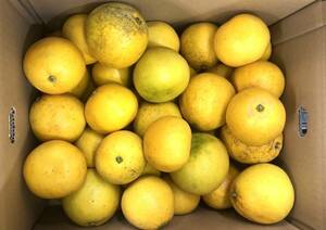 15kg(7.5kgX2 box )= summer pomelo * Kawauchi .. small sphere ~ large sphere (S~4L) with translation * home use 1 jpy start.