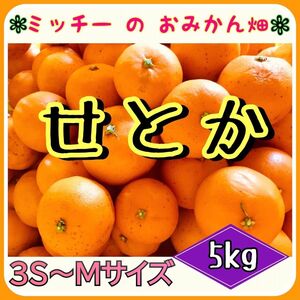 《訳あり》フルーツ果物くだもの果実みかん柑橘《せとか(小玉)／えひめ産》 