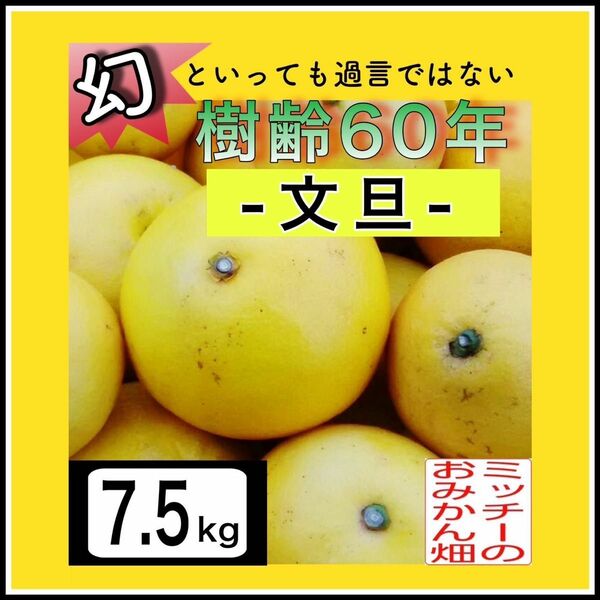 ●ぶんたん土佐文旦フルーツ果物くだもの果実みかん柑橘《文旦／えひめ産》