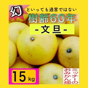 ●ぶんたん土佐文旦フルーツ果物くだもの果実みかん柑橘《文旦／えひめ産》