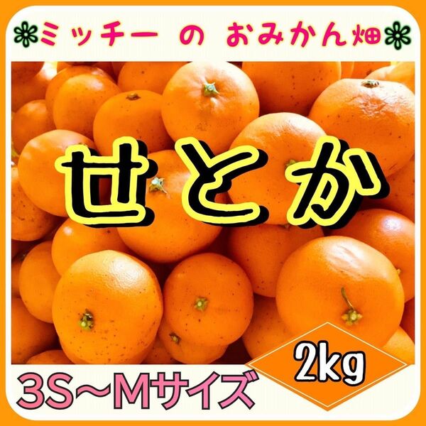 《訳あり》フルーツ果物くだもの果実みかん柑橘《せとか(小玉)／えひめ産》