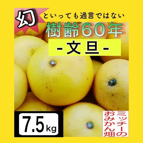 ●ぶんたん土佐文旦フルーツ果物くだもの果実みかん柑橘《文旦／えひめ産》