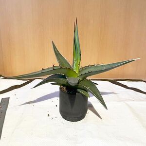 【GWSALE】Agave quiotepecensis アガベ　キオテペセンシス【肉厚葉】【強棘】