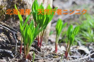 今季ラスト　北海道産　天然行者にんにく　400ｇ　