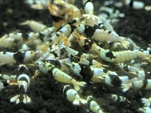  black bee shrimp 10 pcs 