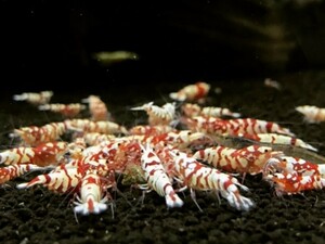  red fancy Tiger shrimp 10 pcs 