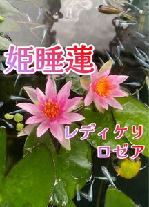 【温帯スイレンの株】姫睡蓮　レディケリ ロゼア（花：ピンク色）1株