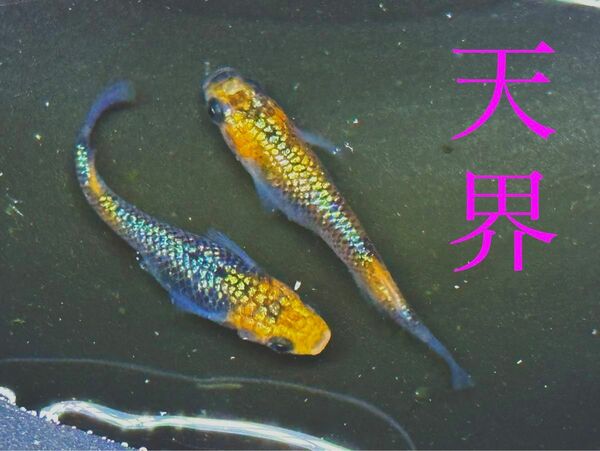 【めだか】天界　有精卵20個＋α メダカ　青ラメ　上物