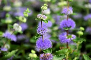 段菊　ダンギク　茶花