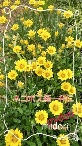 ガザニア 黄色 (ネコポスの箱一杯)植物一般