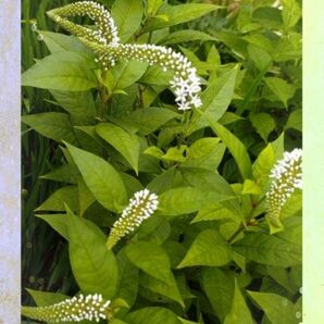 オカトラノオ おか虎の尾 茶花 (10株)植物一般