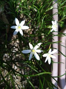 オーニソガラム・ウンベラタム　(10球根)植物一般