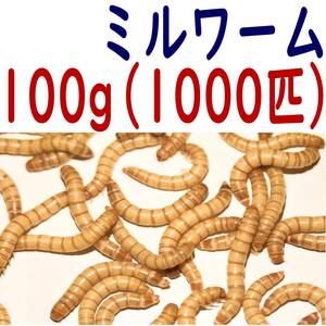 活 ミルワーム (生き餌)１００g + α 