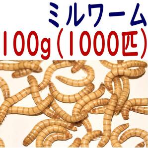 活 ミルワーム (生き餌)１００g + α の画像1