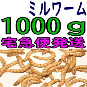 活 ミルワーム (生き餌)１０００g + α（宅急便発送）