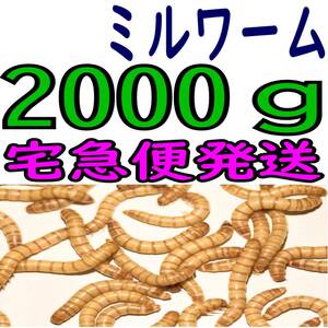 活 ミルワーム (生き餌)２０００g + α（宅急便発送）