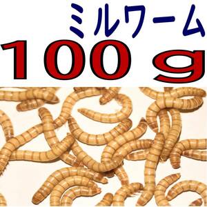 活 ミルワーム (生き餌)１００g + α 