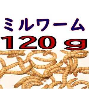 活 ミルワーム (生き餌)１２０g + α 　　