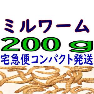 活 ミルワーム (生き餌)２００g + α（宅急便コンパクト発送）