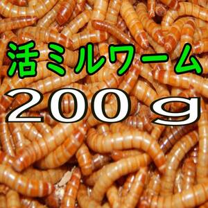 (生き餌) ミルワーム ２００g + α 　　