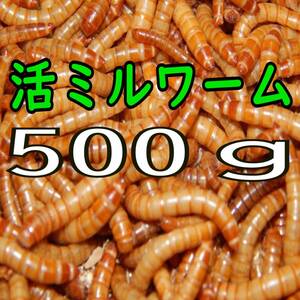 (生き餌) ミルワーム ５００g + α（宅急便発送）