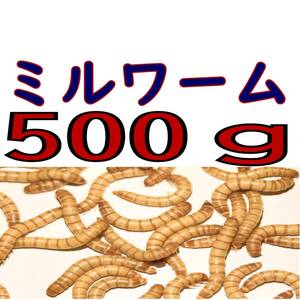 活 ミルワーム (生き餌)５００g + α（宅急便発送）